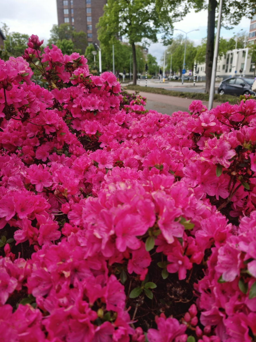 新沂市市花图片