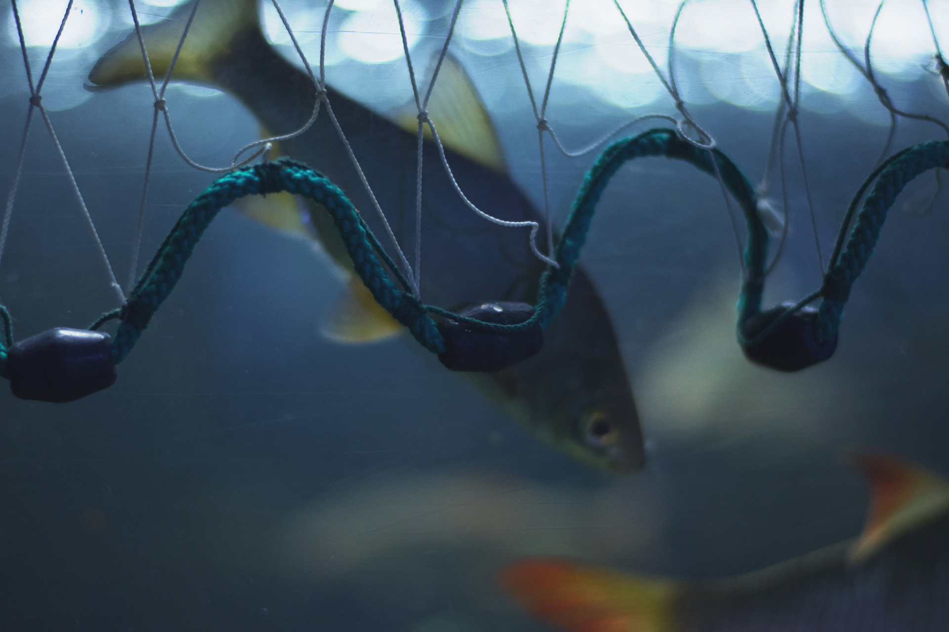 为什么鱼会产生电?