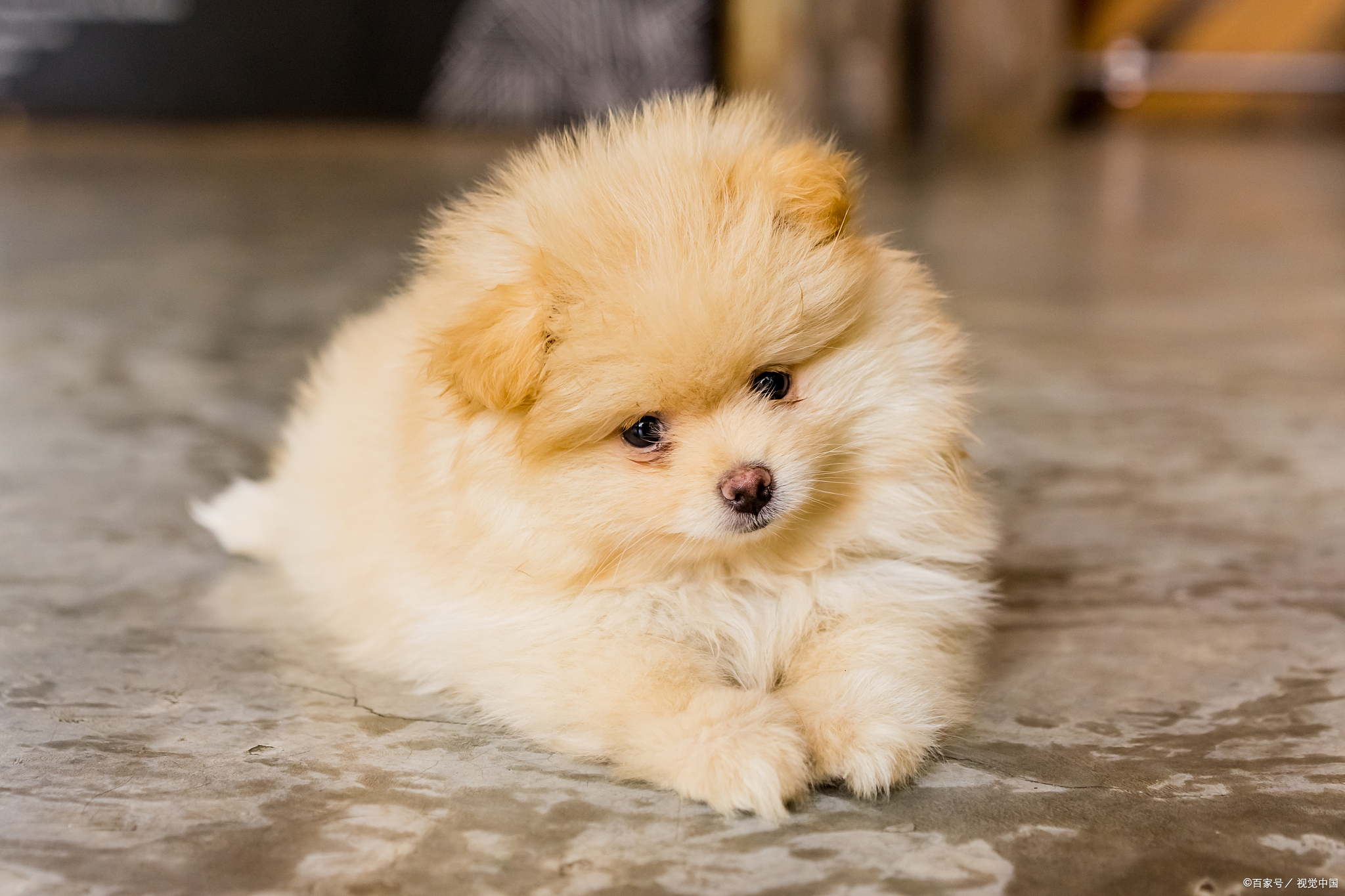 茶杯犬背后的可怕真相图片