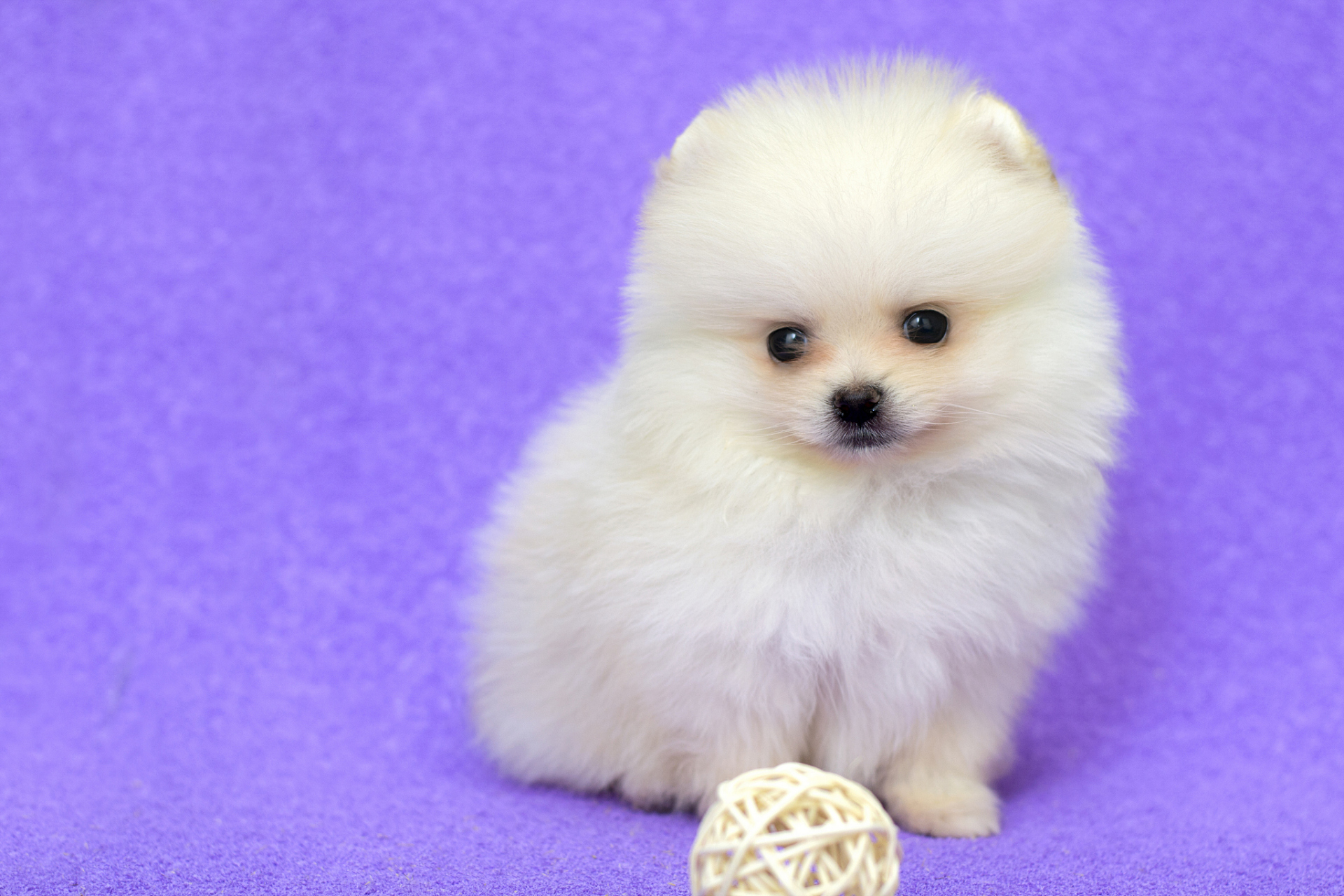 但贪便宜买低价狗小心上当哦.