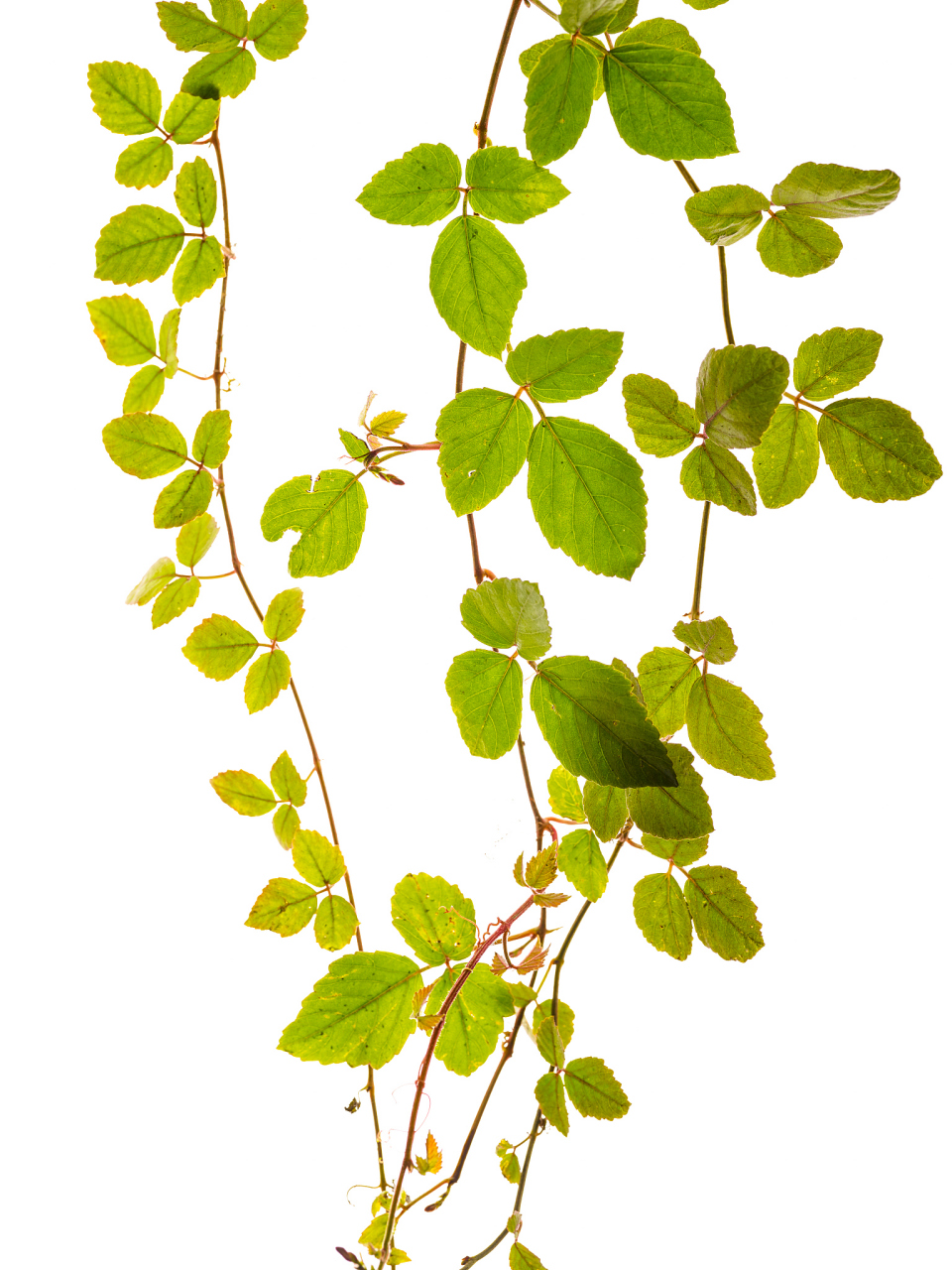 关于"乙木",  一,五行的特性中"木"主仁,所以乙木也是仁慈的.