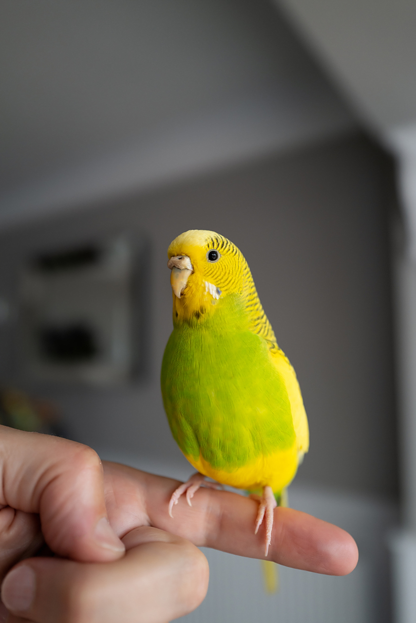 虎皮鹦鹉是非常普遍的一种鹦鹉鸟宠,在早期很多人都是从饲养虎皮鹦鹉