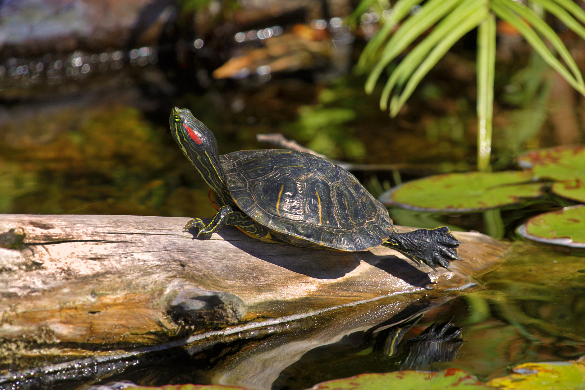 不建议养巴西龟的原因有:饲养难度高,疾病风险高,野生成年巴西龟攻击