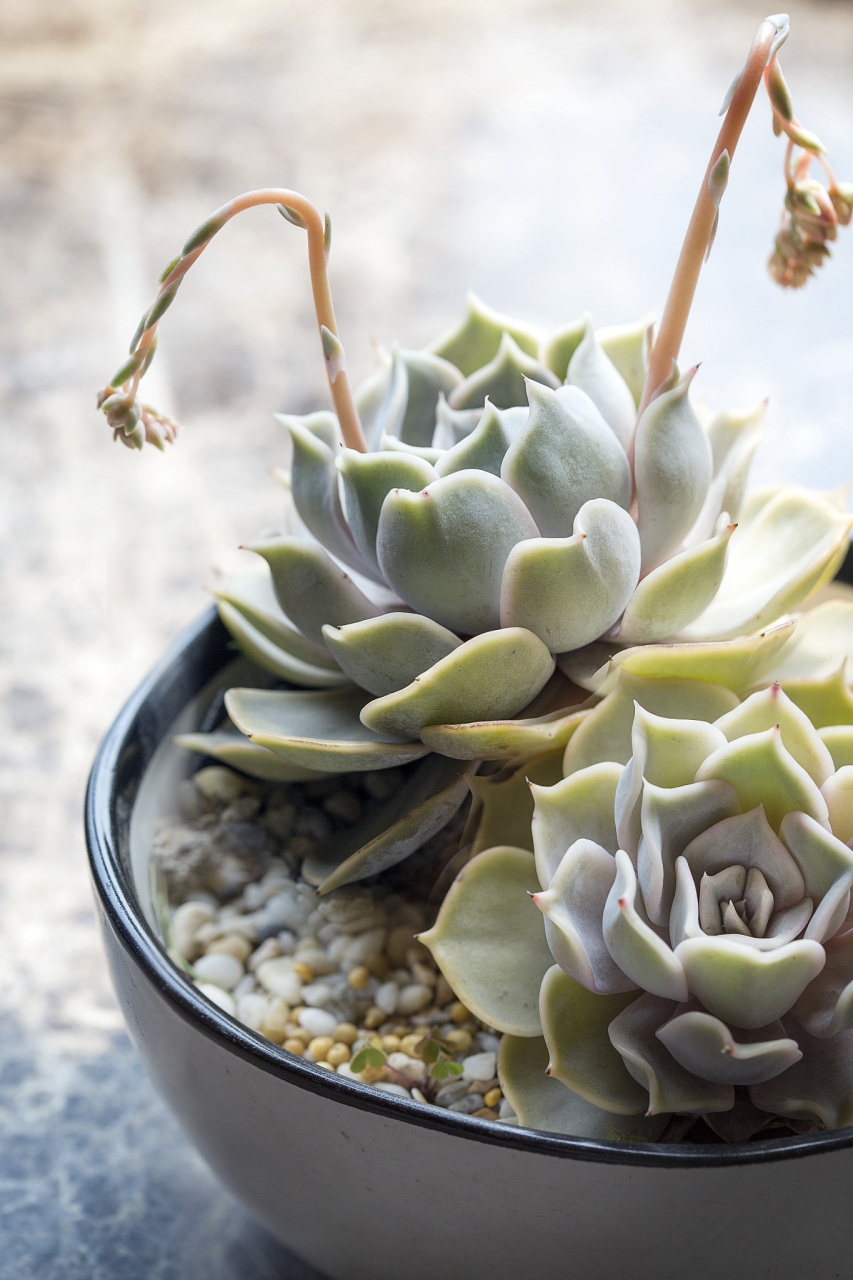 玉露花剑的修剪与养护要点:1)剪除枯萎花朵;2)修剪过长枝条,选择在