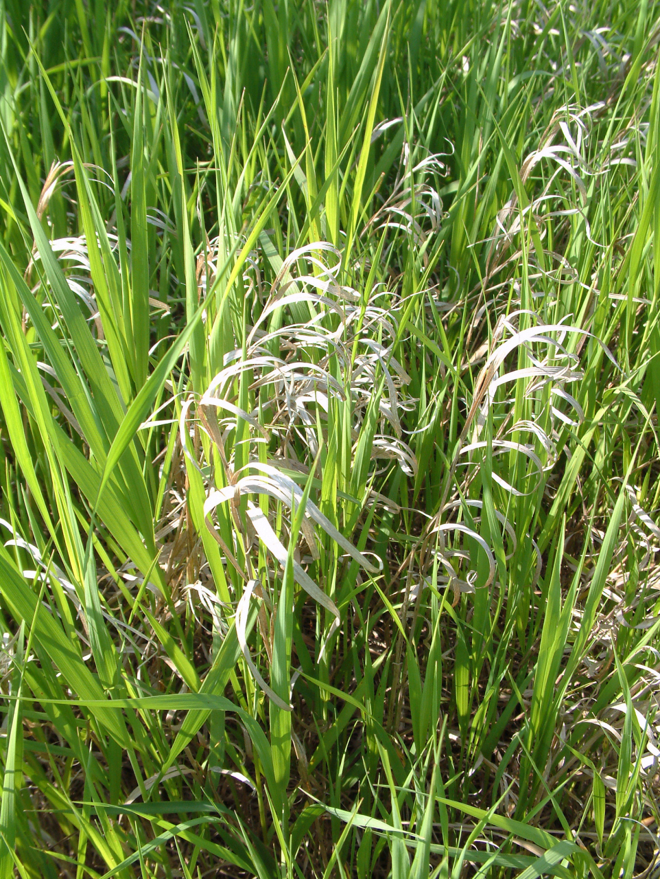 玉米田杂草稗草,一年生禾本科杂草,耐干旱盐碱,适应力强.