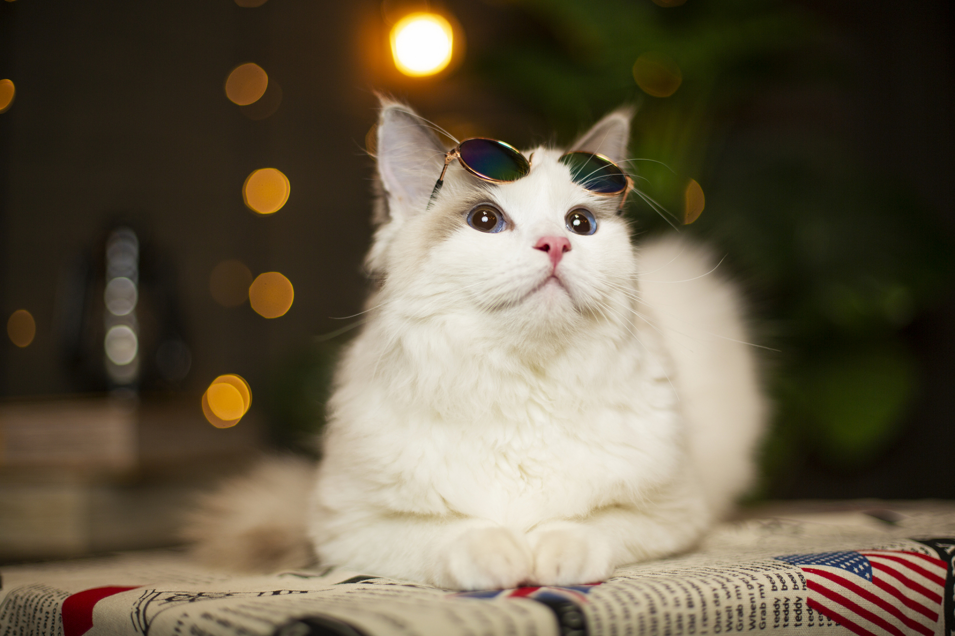 猫咪是一种非常温柔和可爱的动物,它们可以带给我们很多的快乐和幸福