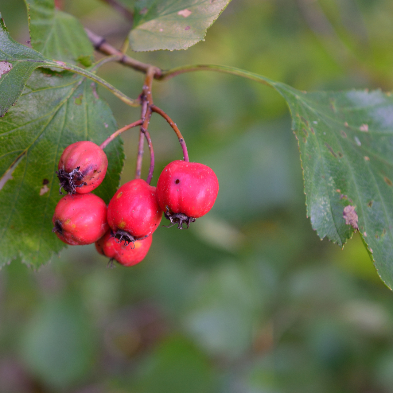 山上的野果,普通而又不普通 野山楂是一种生长在山坡或是野外的野生