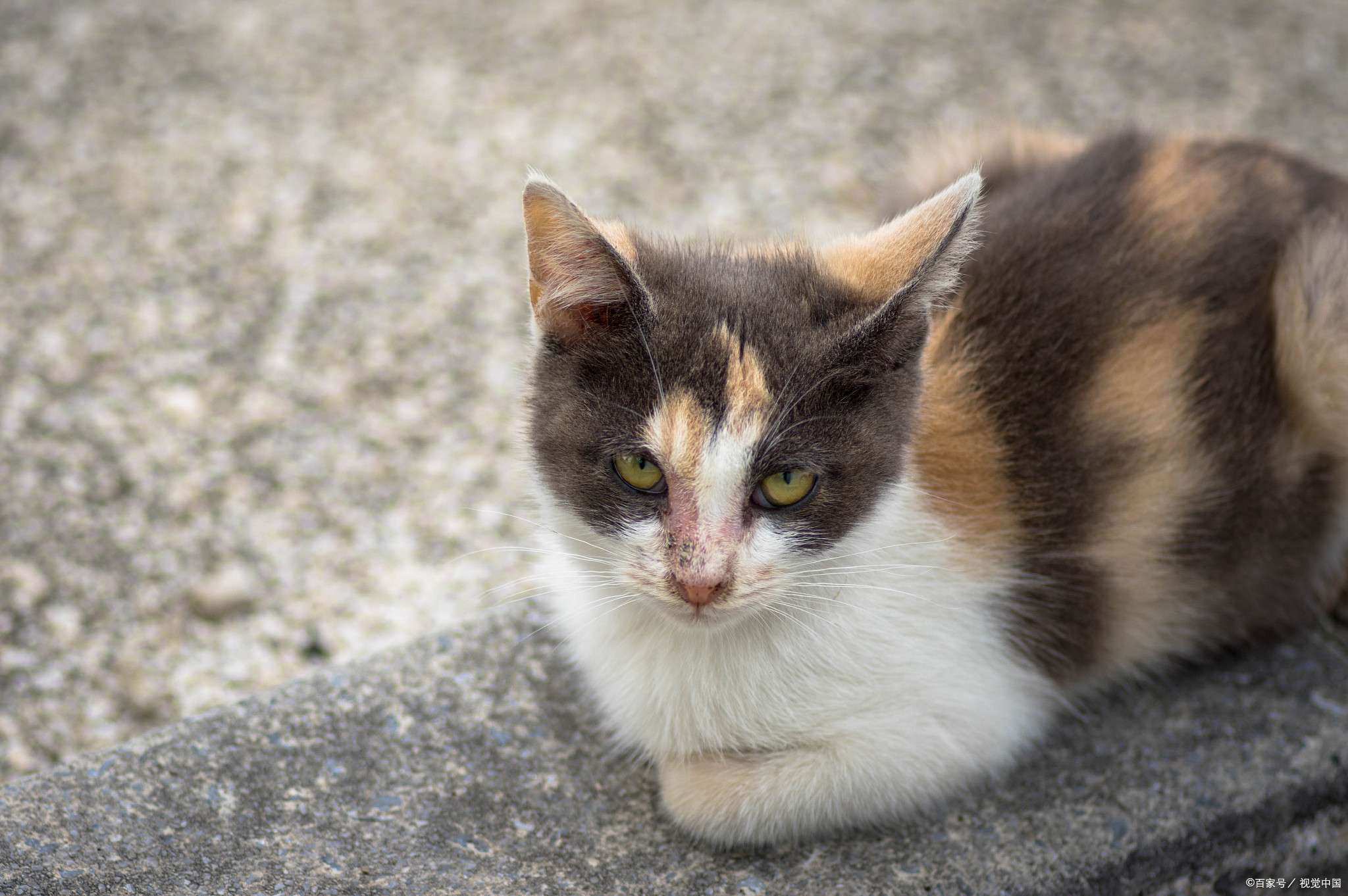 三花猫也有公的?揭秘猫咪性别与毛色背后的奥秘