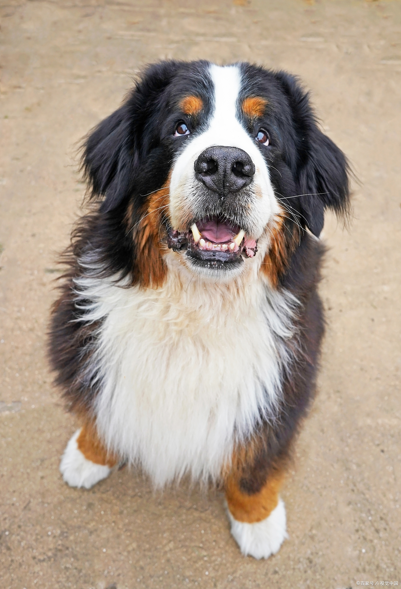 伯恩山犬智商排名图片