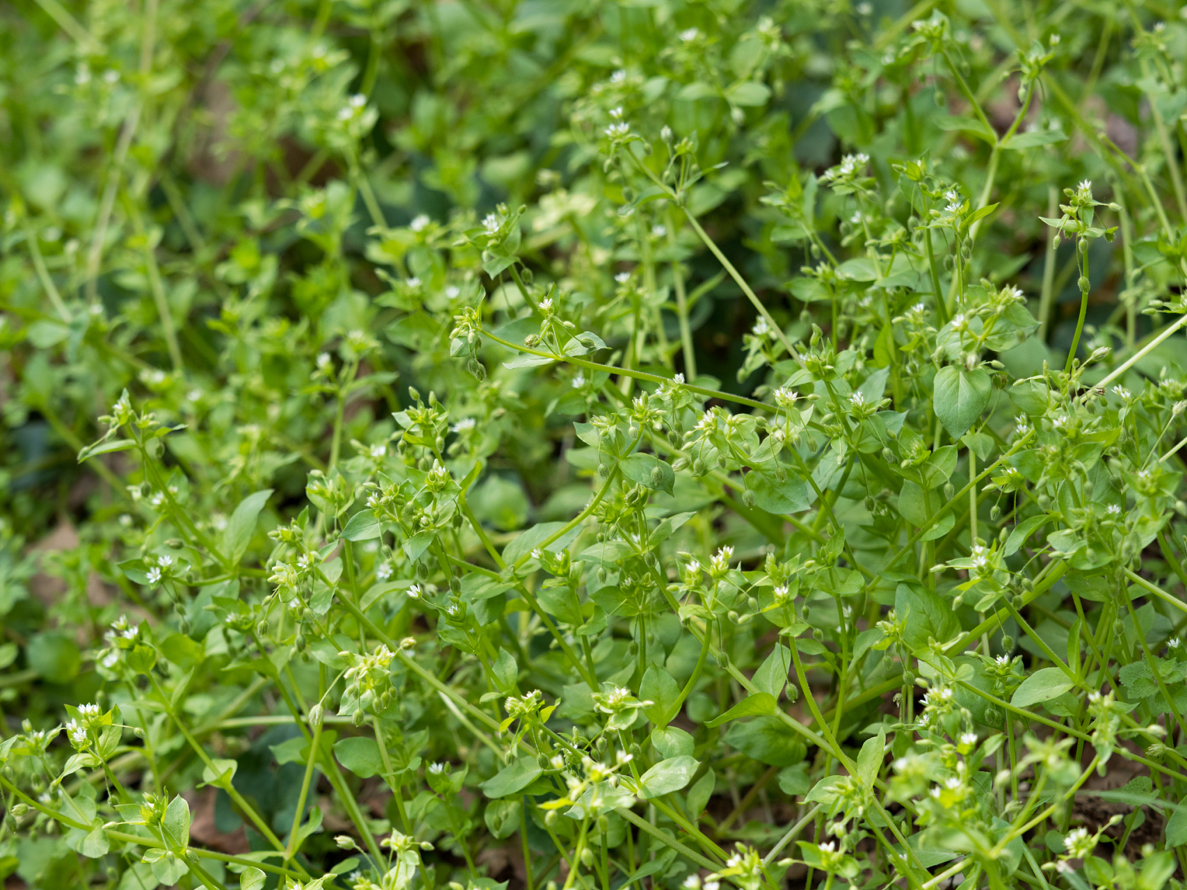 我要说的这味中药叫鹅不食草.名字很有意思,鹅见了都不愿意去吃它.