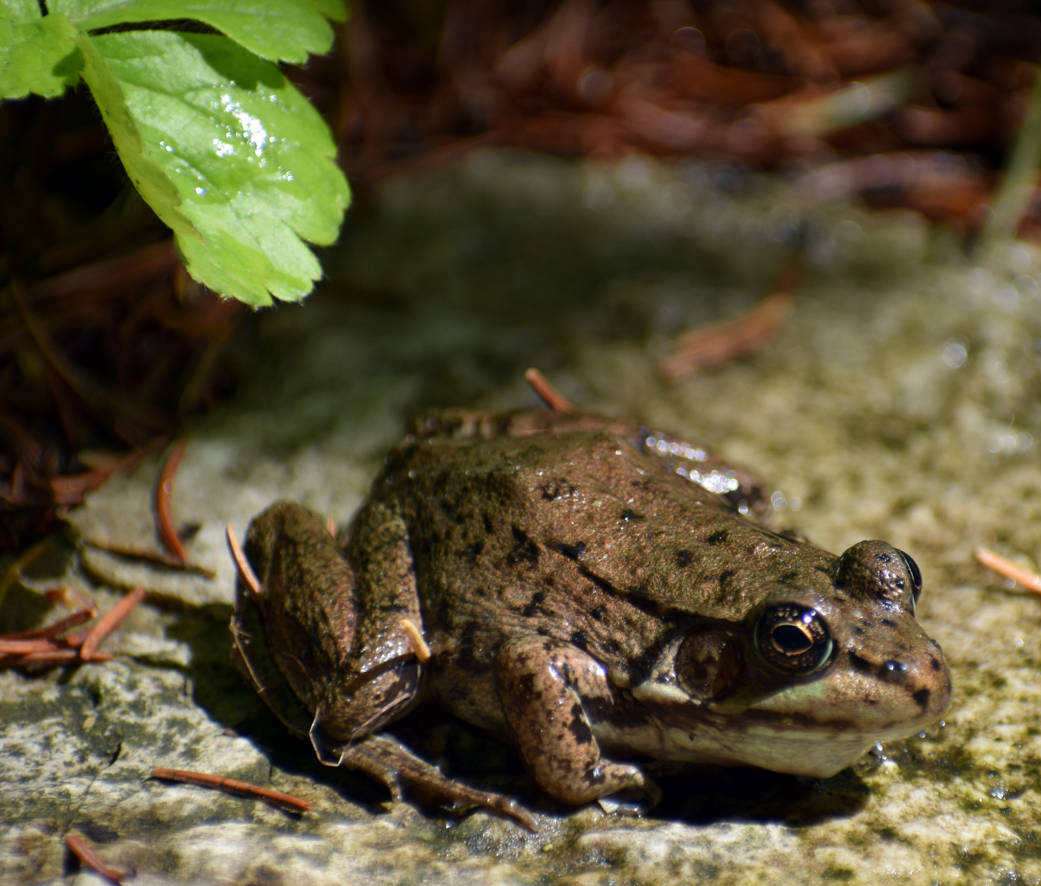 黑斑青蛙的养殖技术  黑斑蛙,又称黑斑侧褶蛙或黑斑蛙,是一种广泛分布