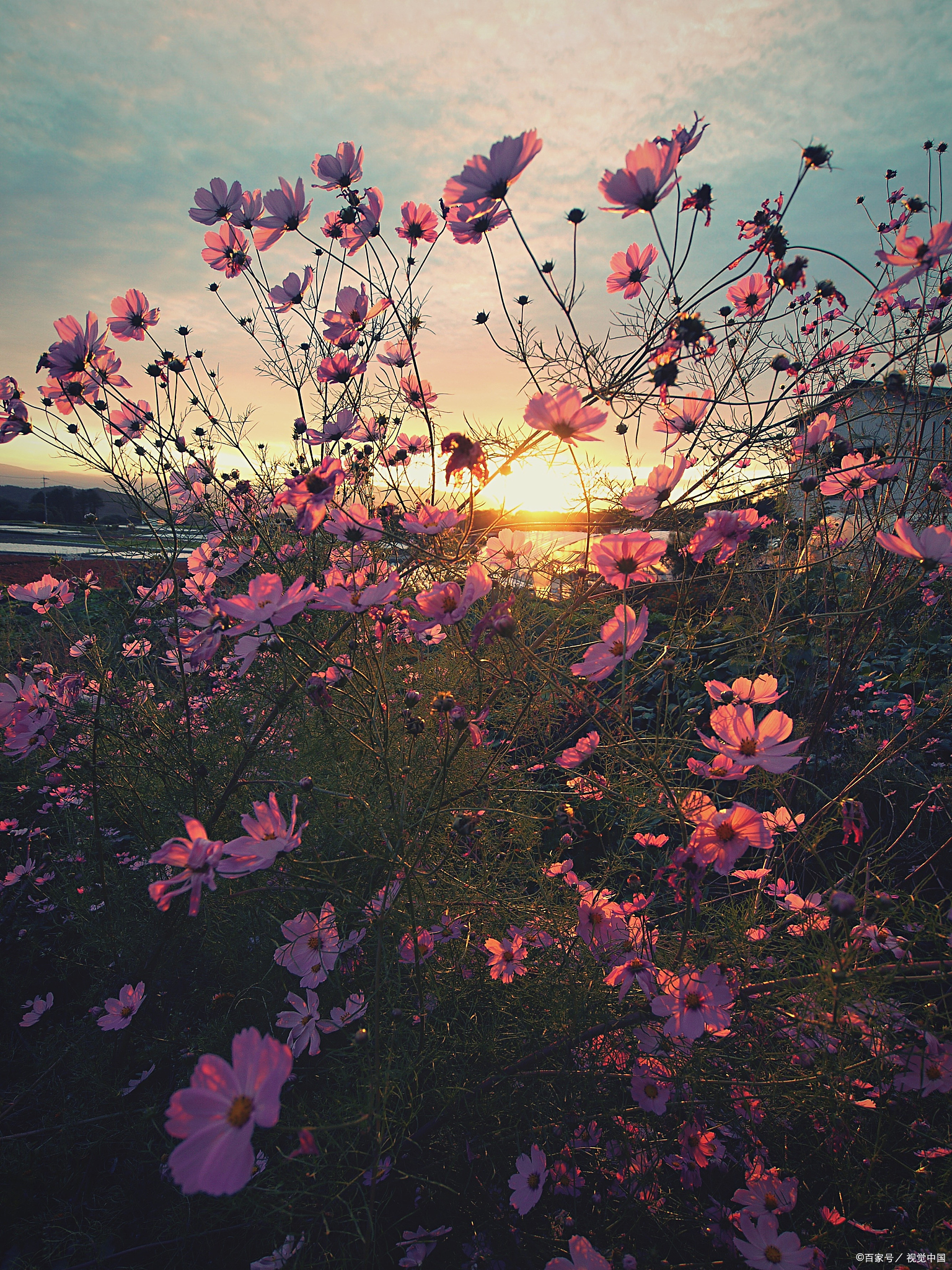 三毛《梦里花落知多少》里很喜欢的句子