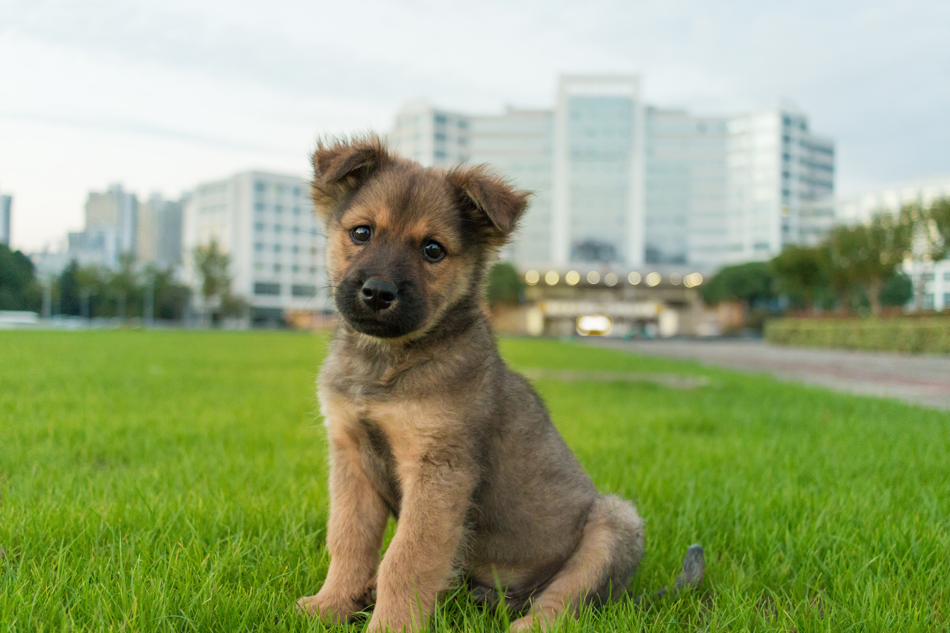 四眼土狗是中国的传统犬种,本文提供了如何判断其纯度的三个步骤:观察