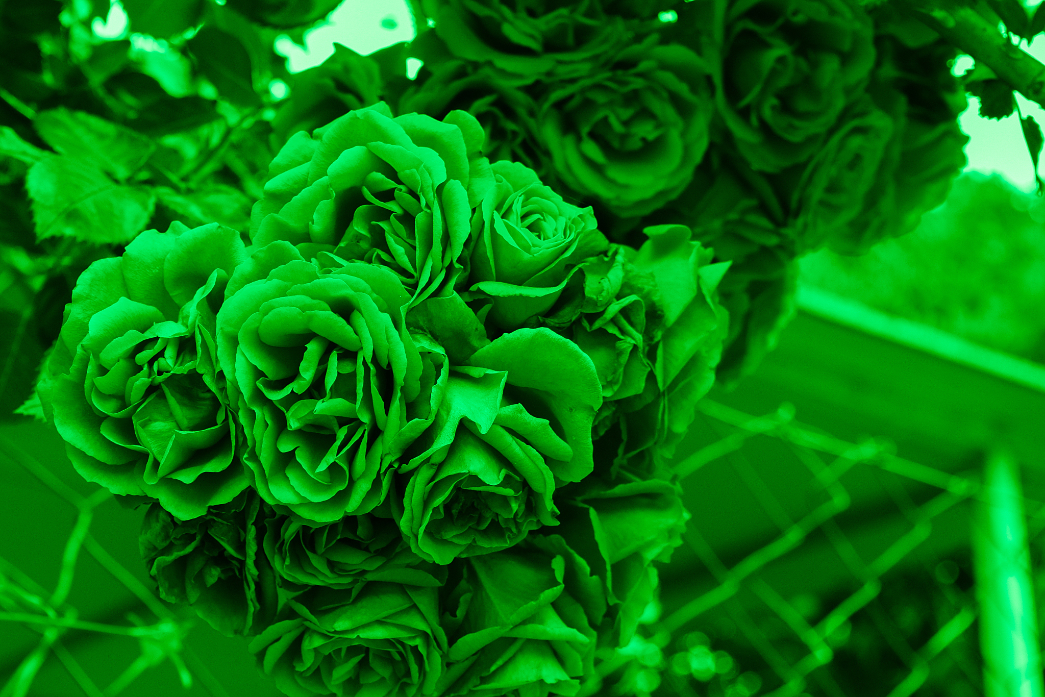 苏格兰绿玫瑰是一种独特的月季品种,花瓣呈现绿色,花语与形态相关