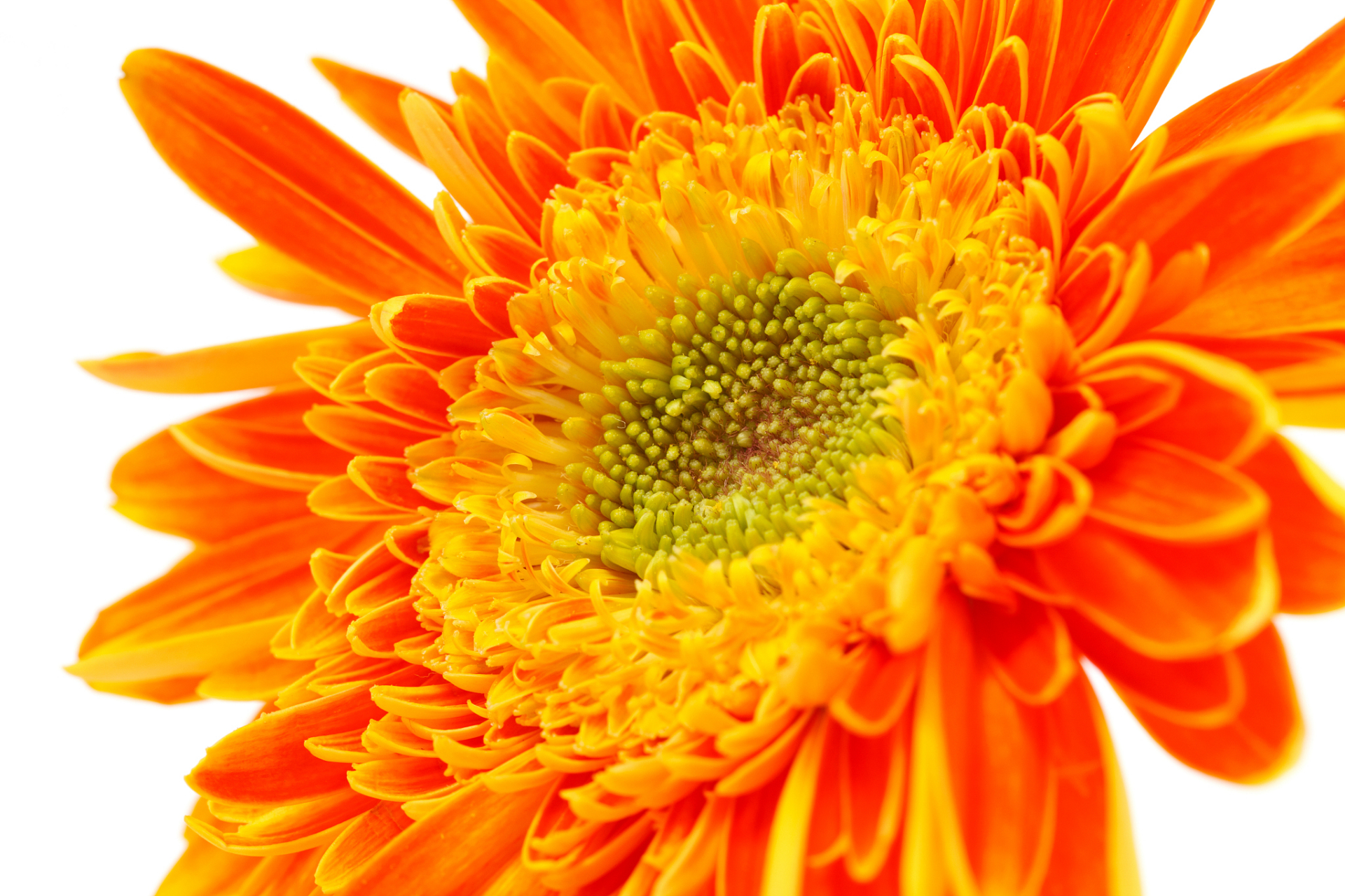 那么非洲菊花绝对是一个不错的选择.但是你知道如何养殖它们吗?