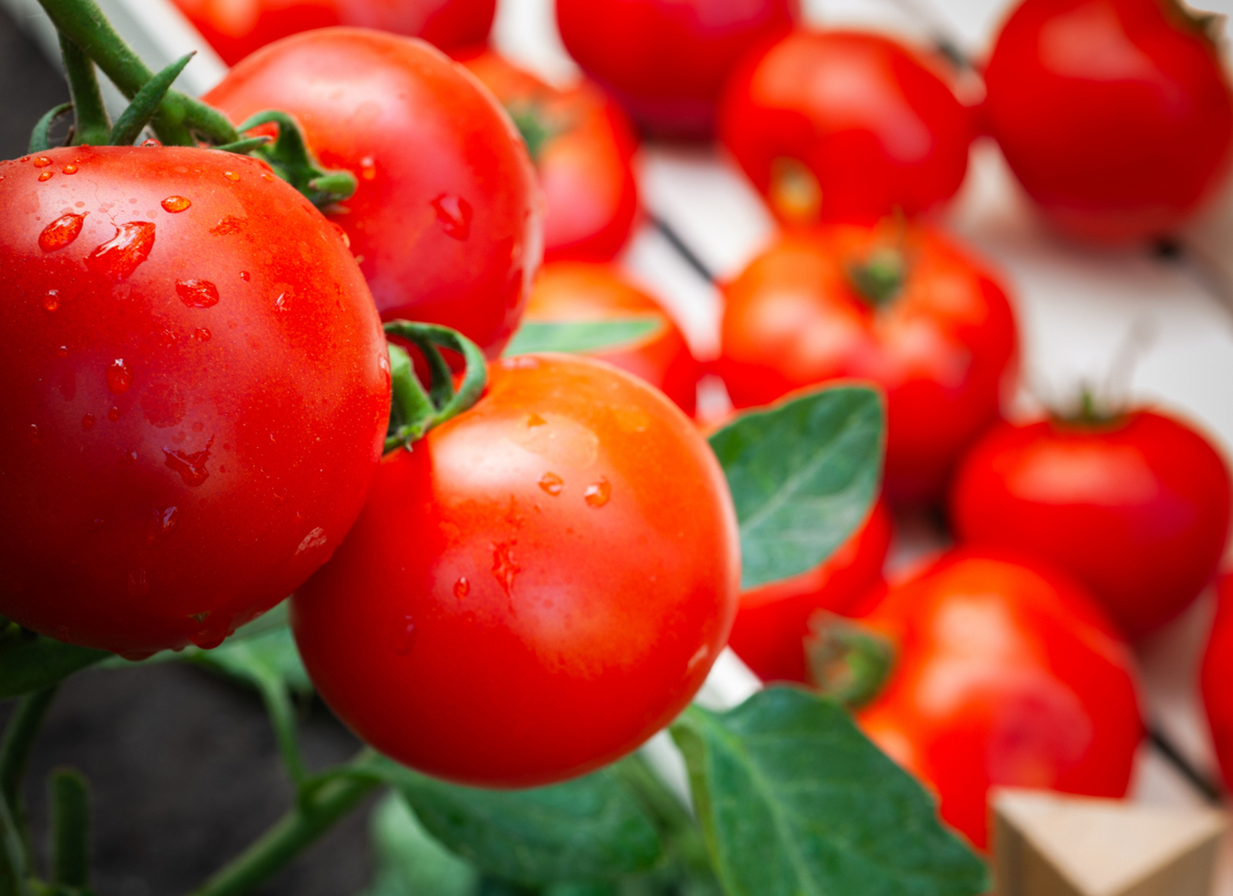 圣女果,小巧玲珑,色彩鲜艳,不仅是餐桌上的亮丽风景,更是女性健磕的