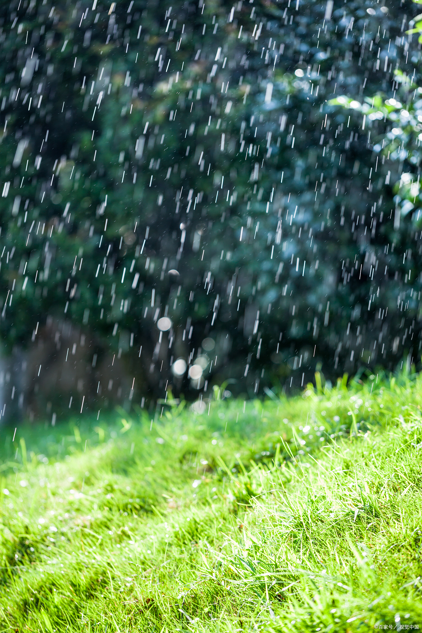 运用比喻或拟人的修辞手法,将夏天的雨比作某种事物或赋予它人