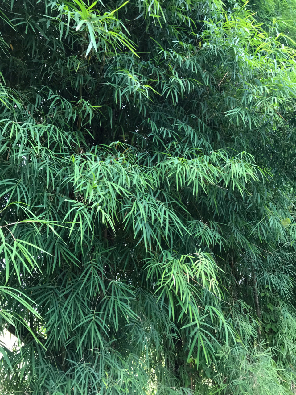 在潇湘月夜下唤醒古老传说[原文:诗词,月下斑竹泪:一段穿.