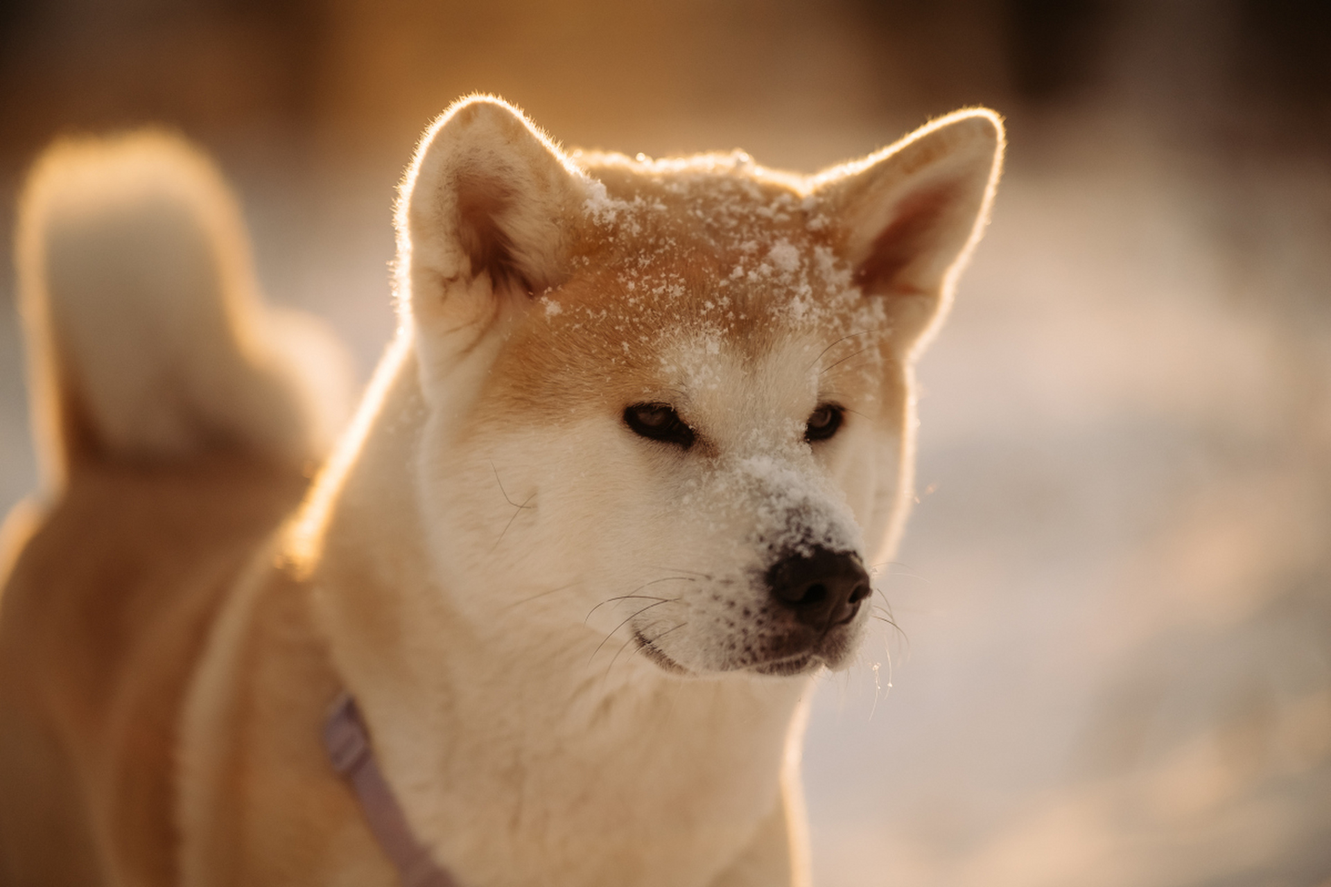 [原文:养秋田犬的