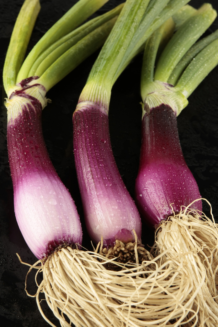 红葱的学名是allium cepa var. aggregatum,属于葱属植物中的一种.