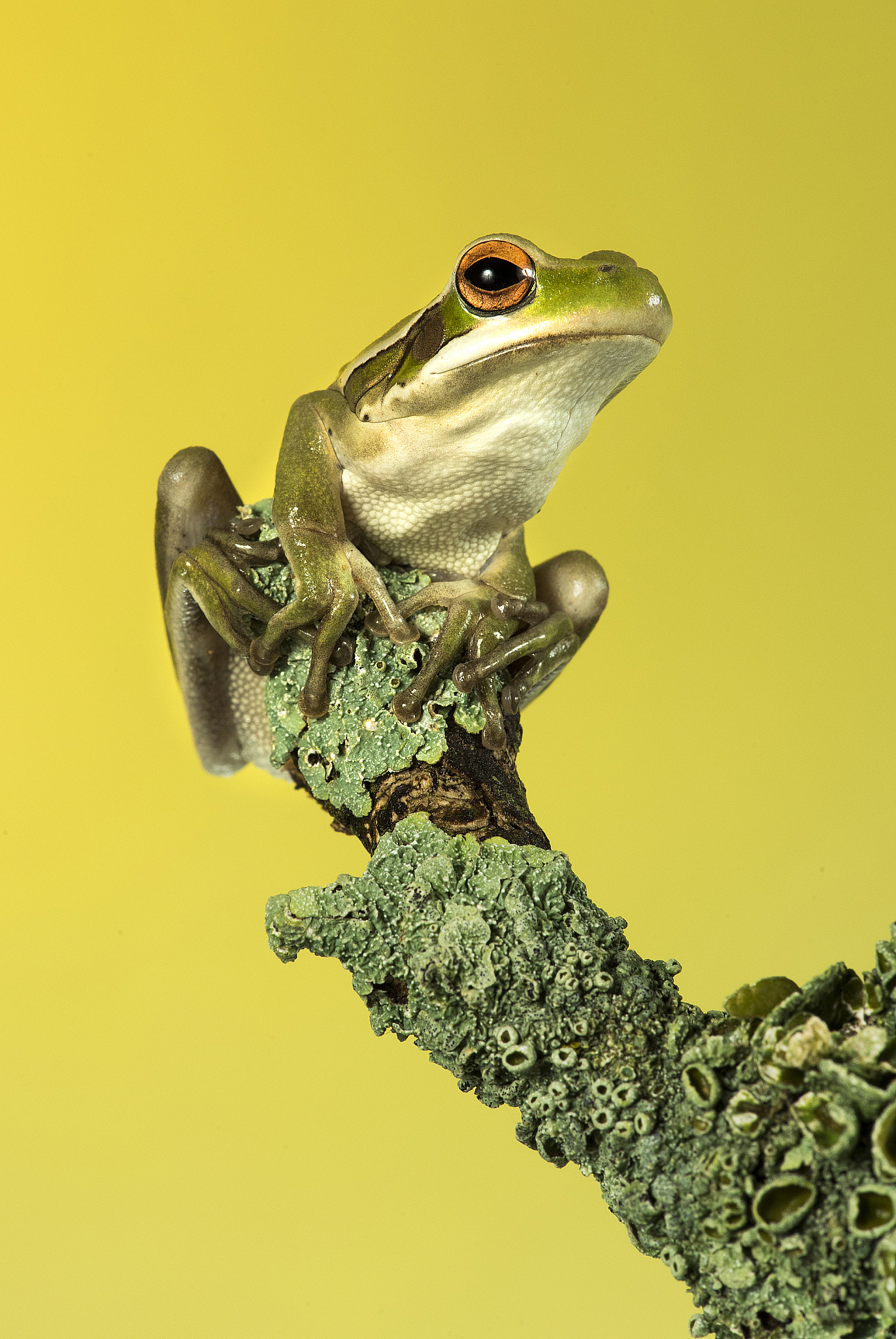 什么蛙跳的比树高脑筋急转弯为什么在线