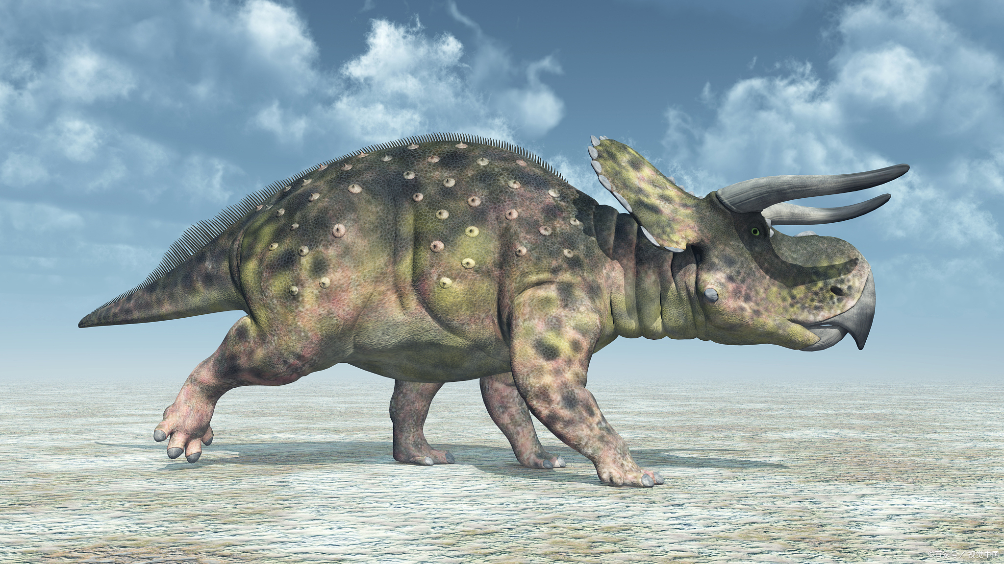 三角龙,作为恐龙时代的一种著名生物,其独特的褶边结构一直是古生物学