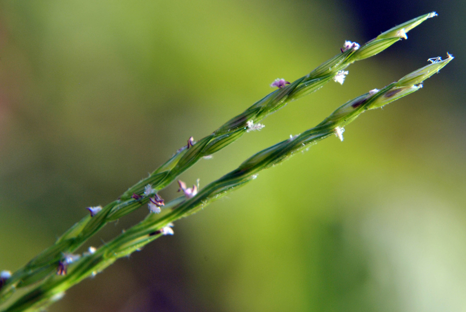 雨,轻轻柔柔地落下, 竹,翠绿欲滴的摇曳.