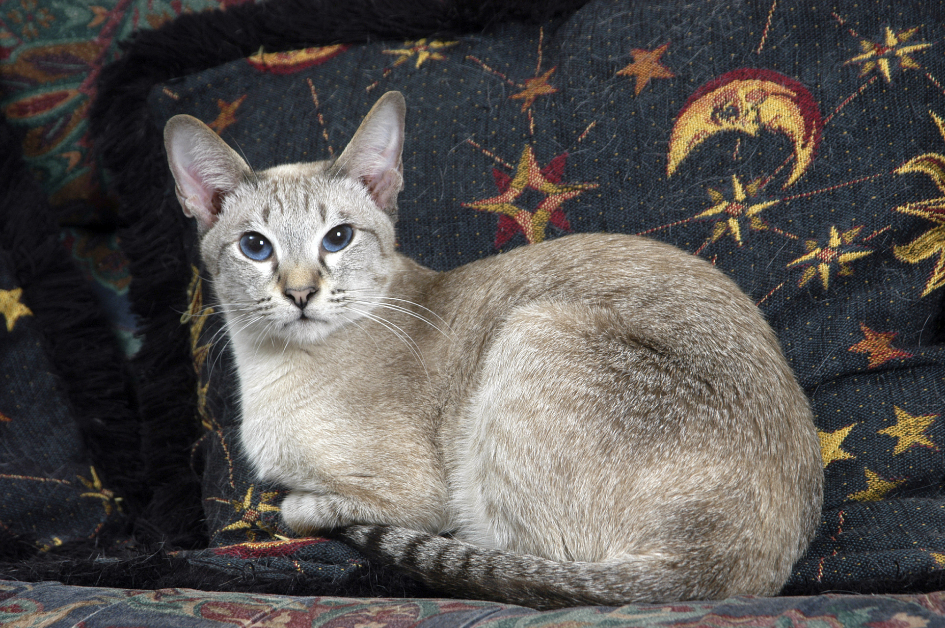 东方猫,又称暹罗猫,是一种著名的小型家猫品种.