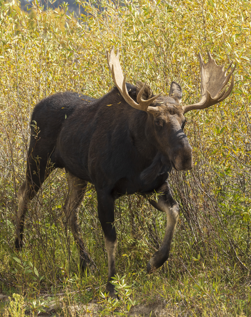 [原文:驼鹿是典型的什么动物]