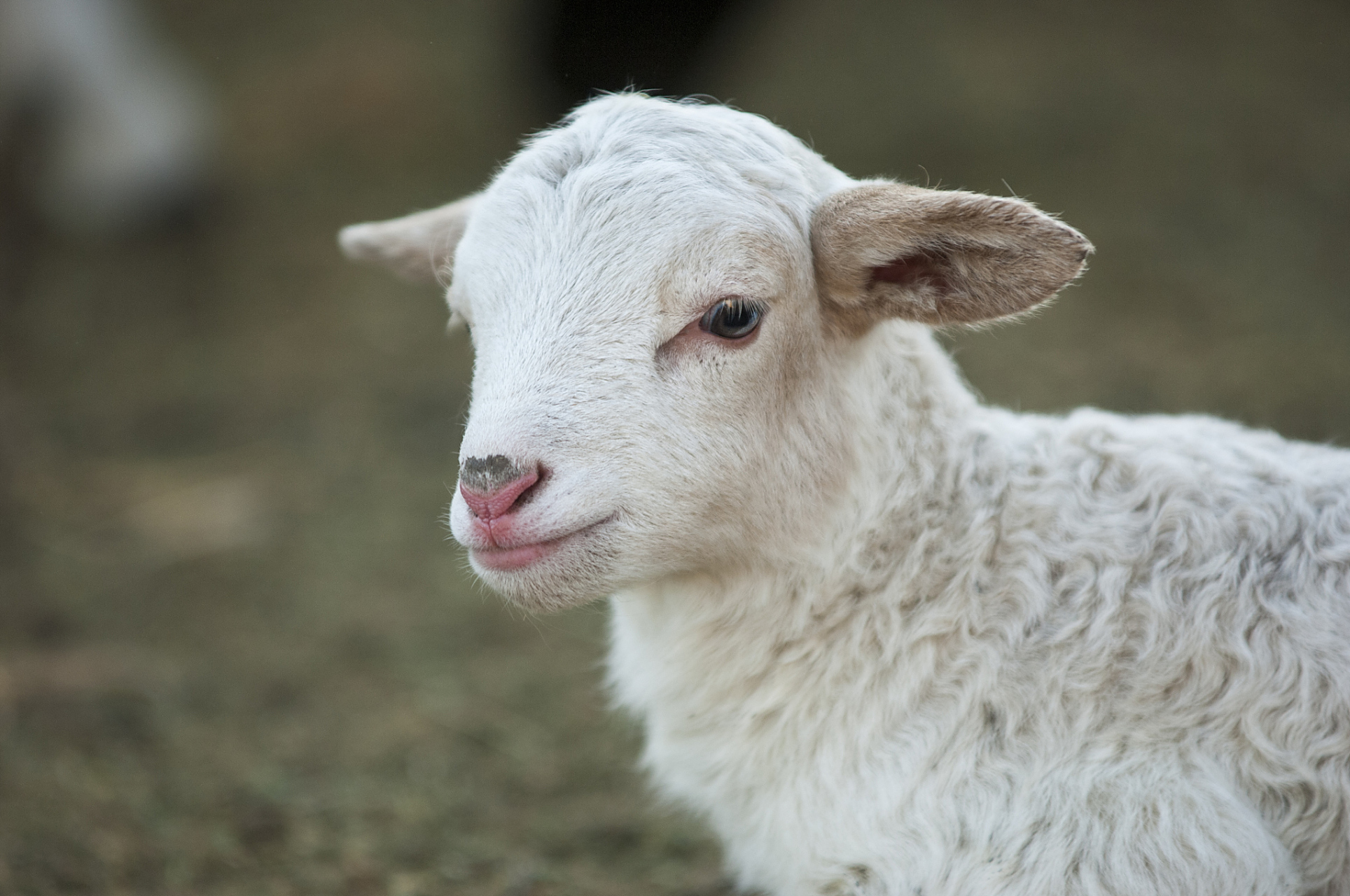 新手帮扶计划#  农历几月出生的属羊人,一生风光无限,顺风顺水!