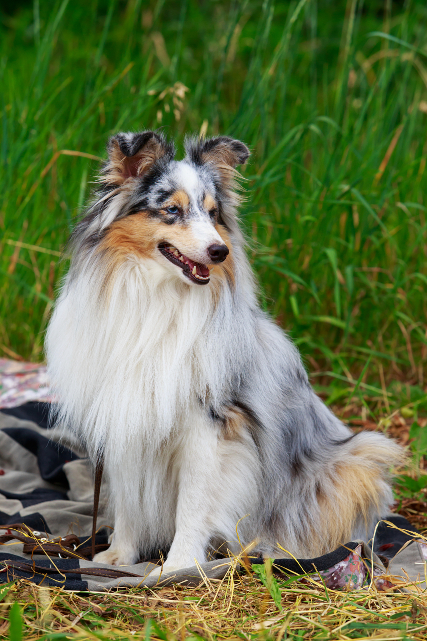 古牧犬壁纸图片