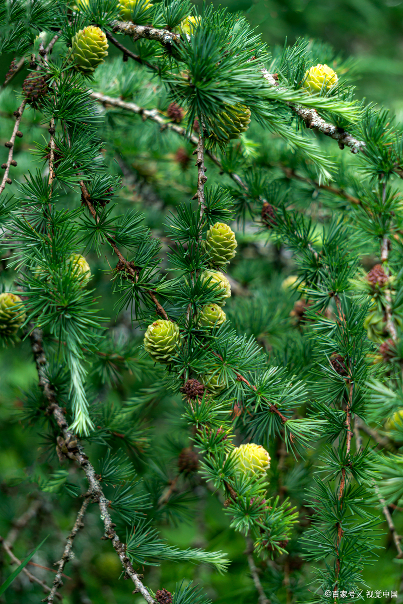 最古老的树 美国加利福尼亚州的刺果松"玛士撒拉"