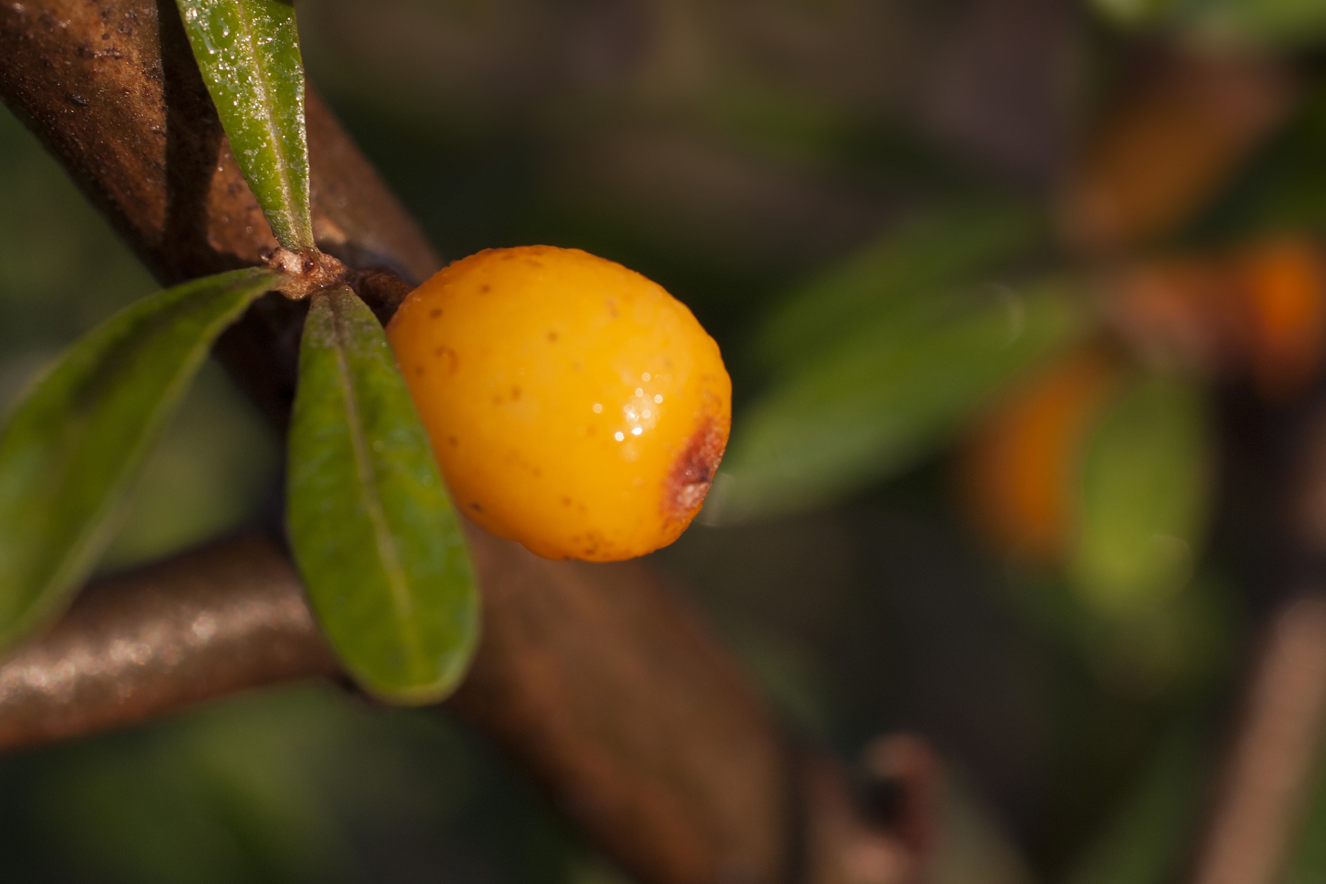 首先,山小橘富含维生素c,有助于增强免疫力,预防感冒和其他疾病.