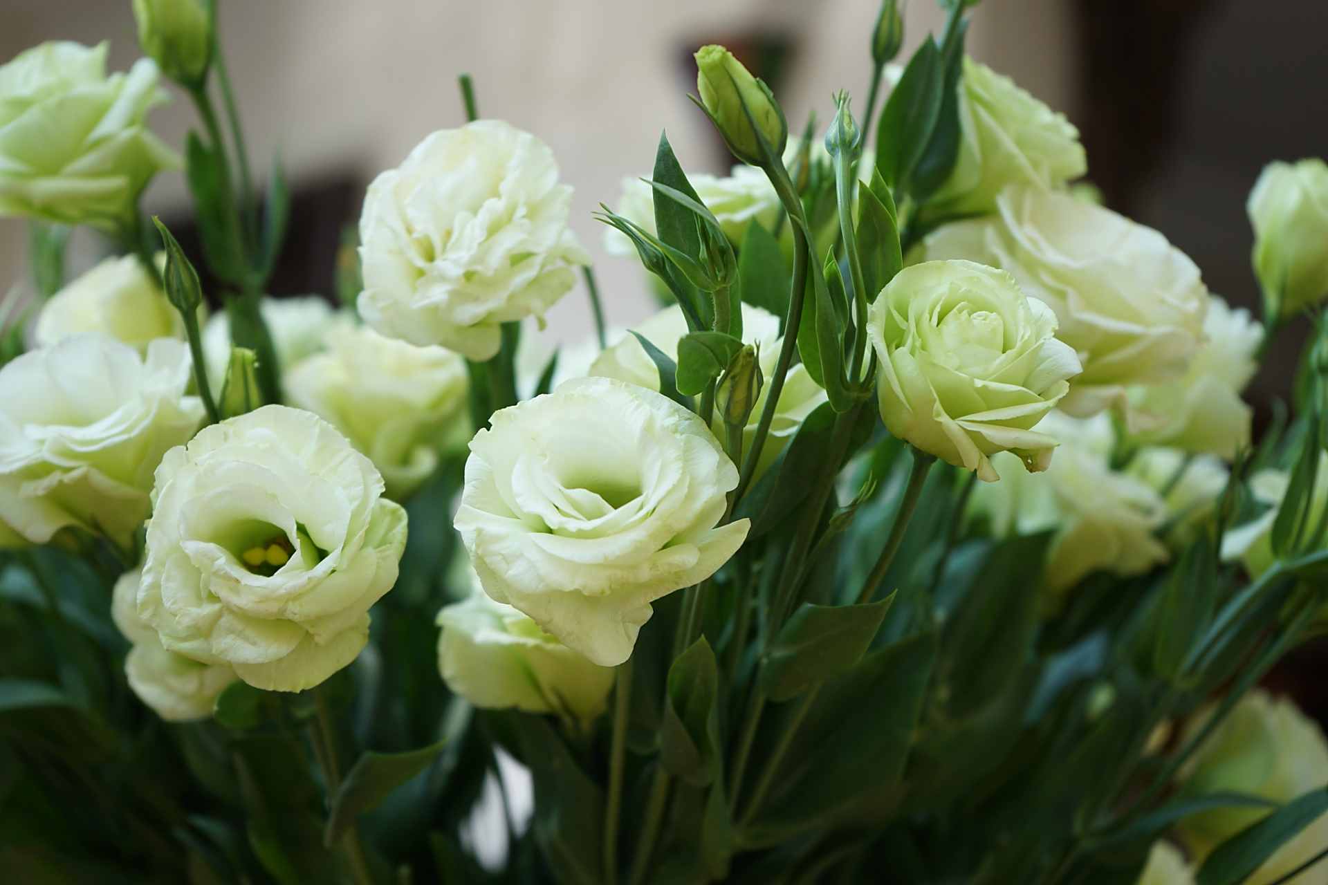 绿色洋桔梗花语# 绿色洋桔梗的花语是永恒的爱和对感情的承诺.