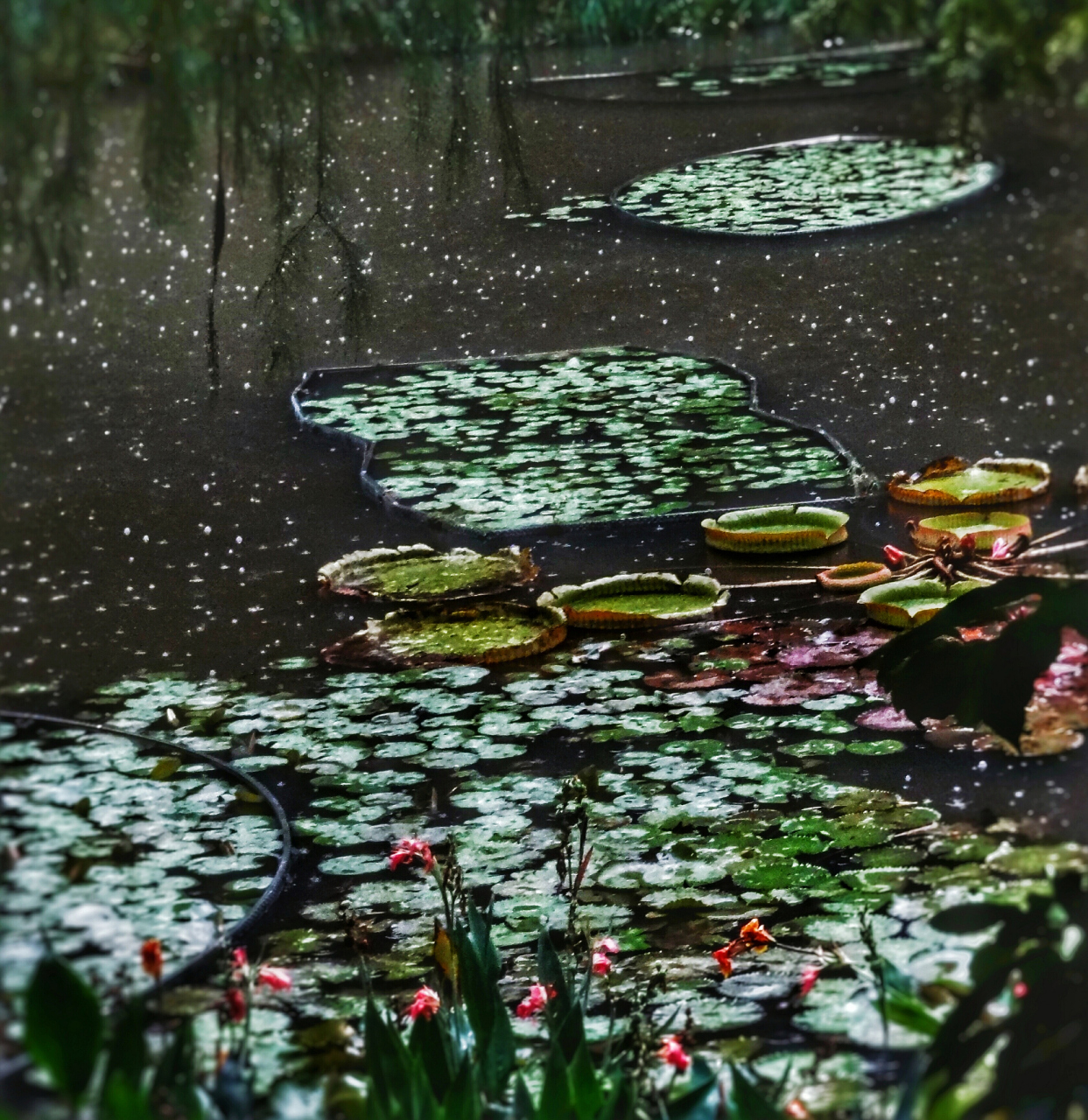 诗曰:黄梅时节家家雨,青草池塘处处蛙.
