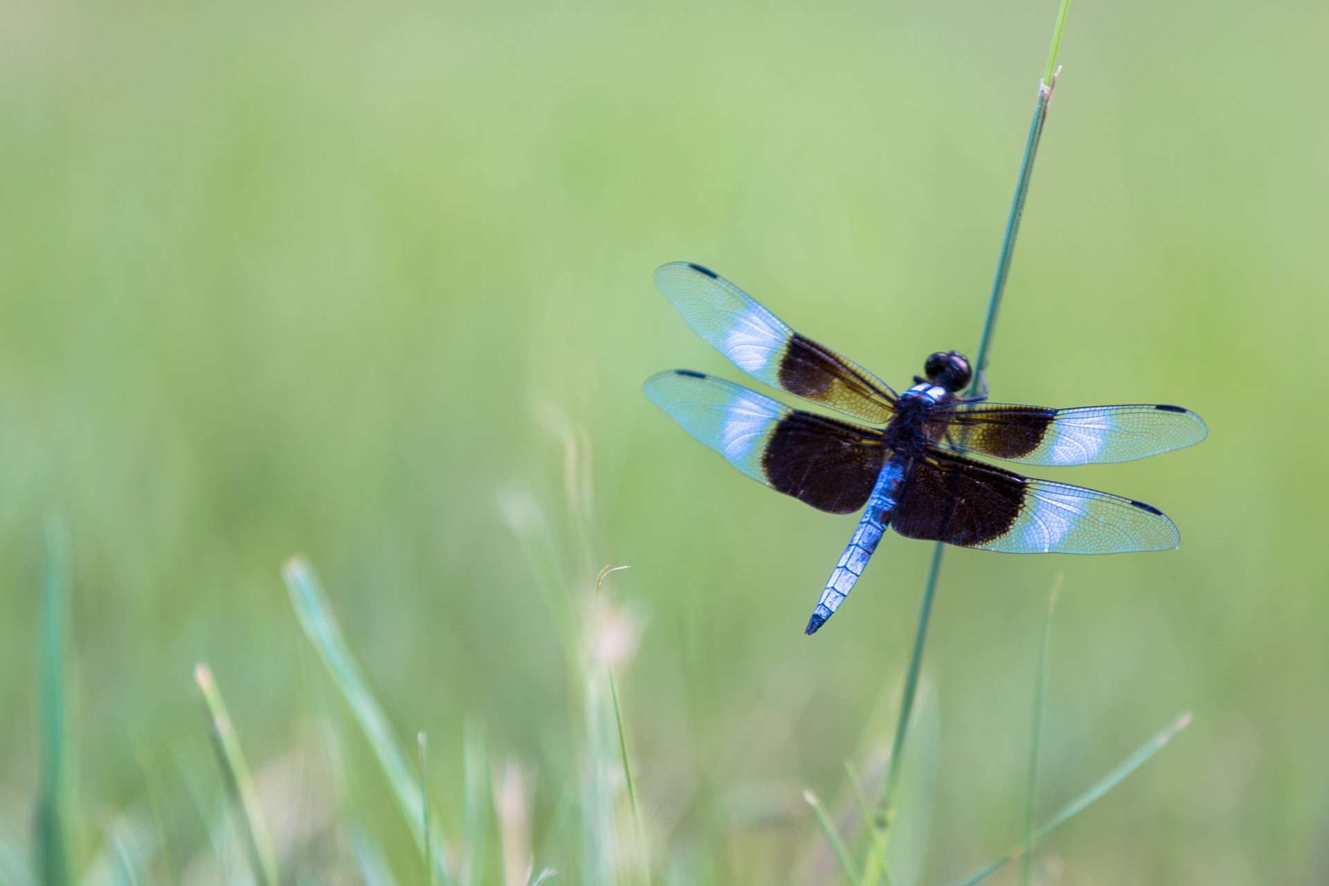 探秘硬核知识# 说起眼睛最多的昆虫,可能许多人不一定知道,但说起它