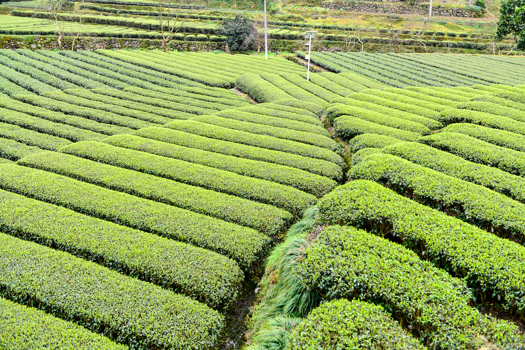 信阳云雾山茶场图片