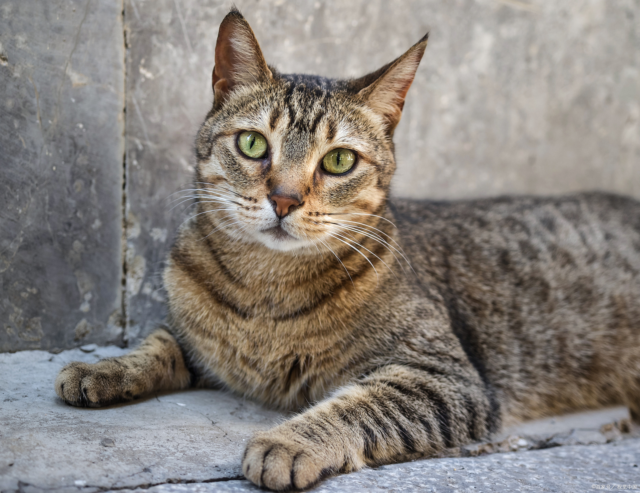 罕见灰狸花猫虎斑图片