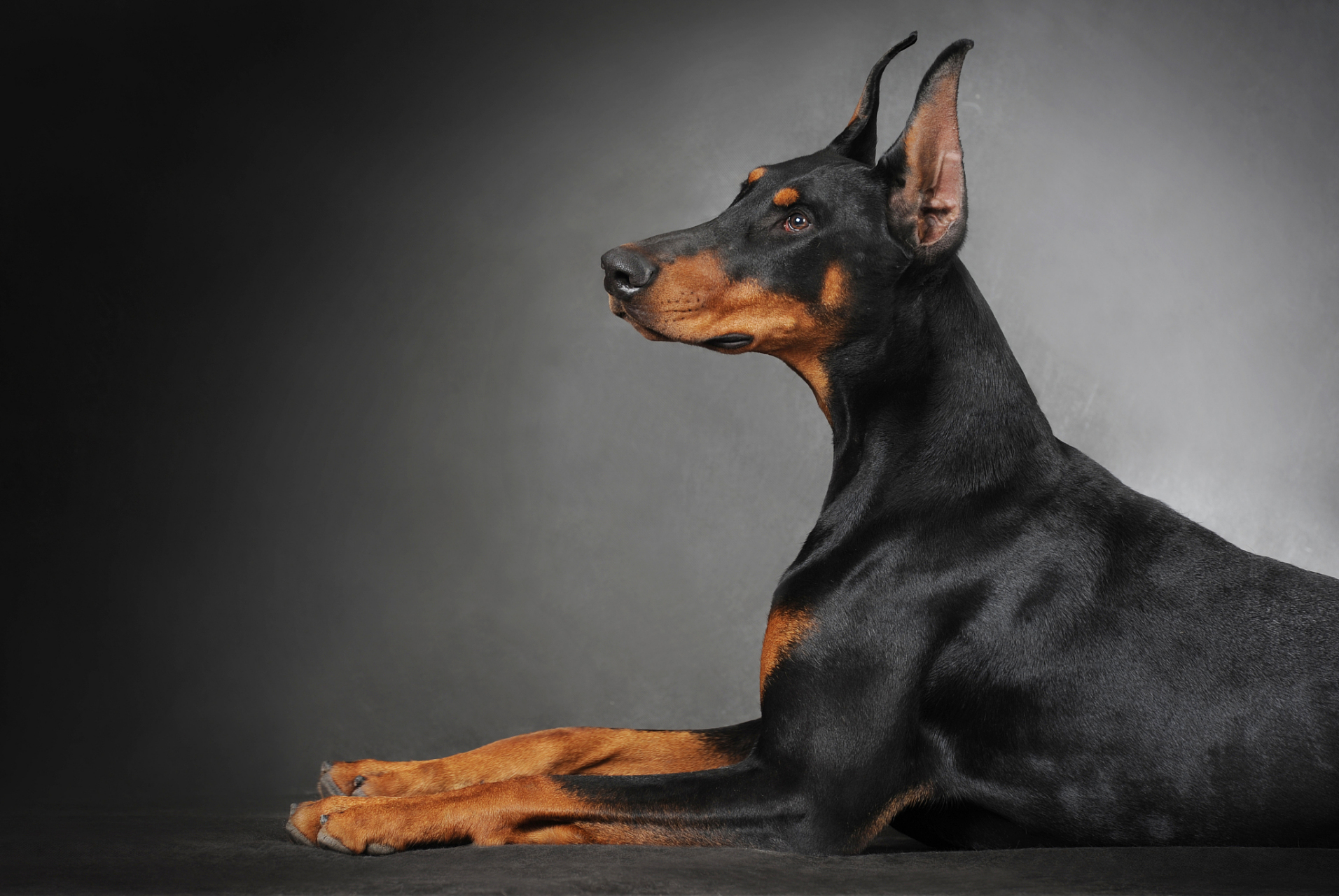 无论是立耳还是垂耳,杜宾犬都值得关爱和尊重.[原文:杜宾立