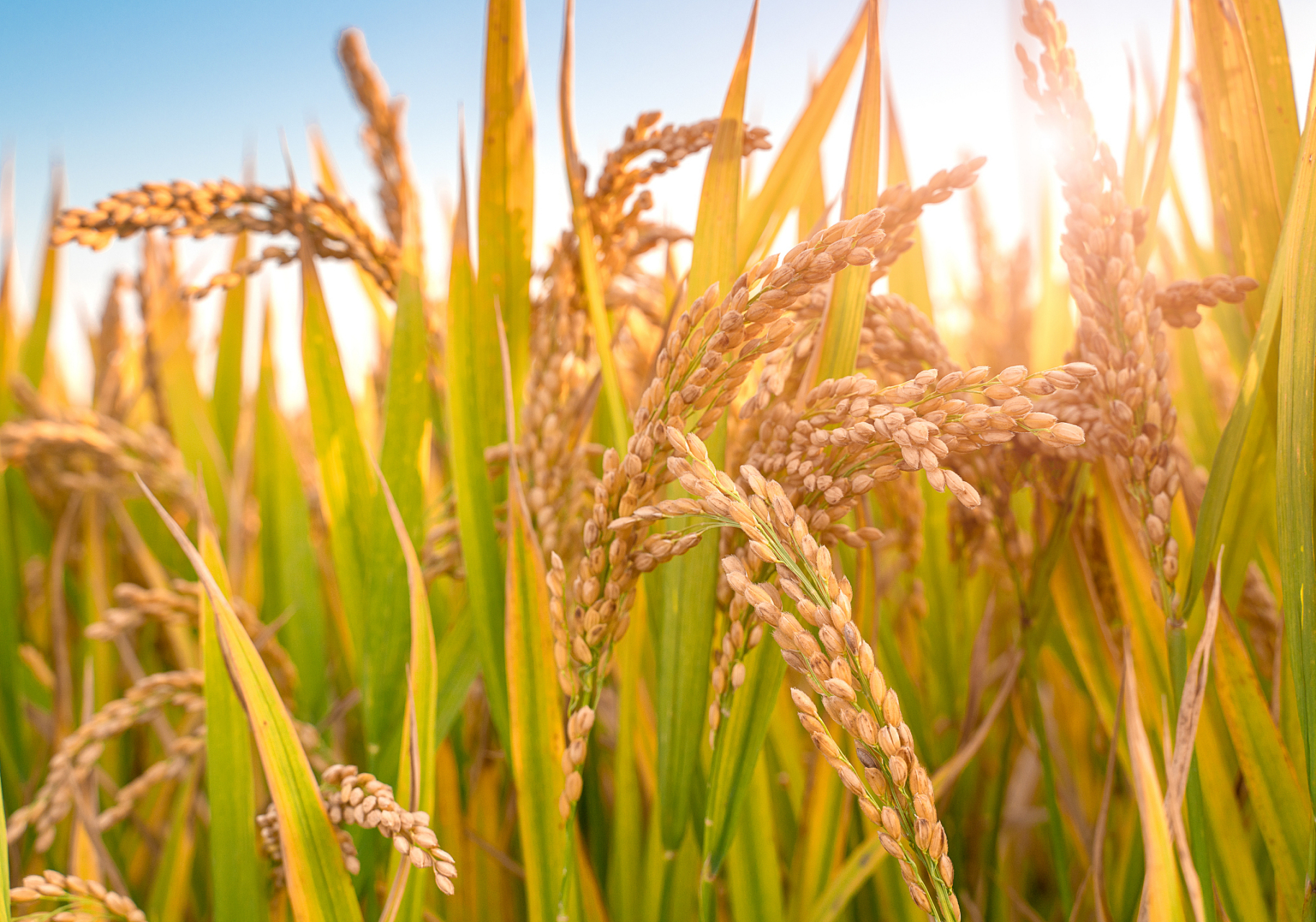 秋也许就藏在金灿灿的稻穗上,也许藏在火通通的柿子里,也许藏在绿油油