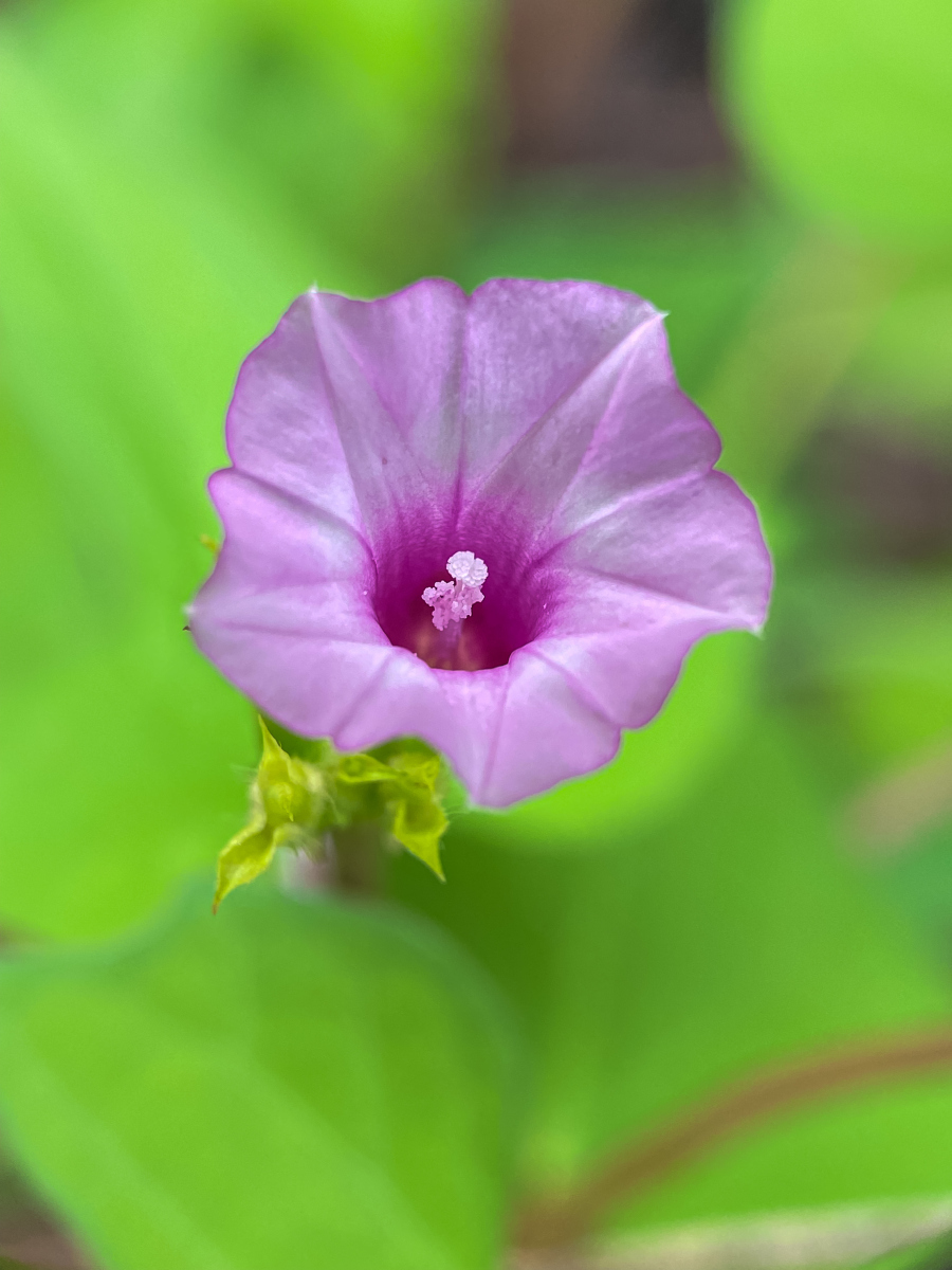 简单介绍牵牛花的样子和特点