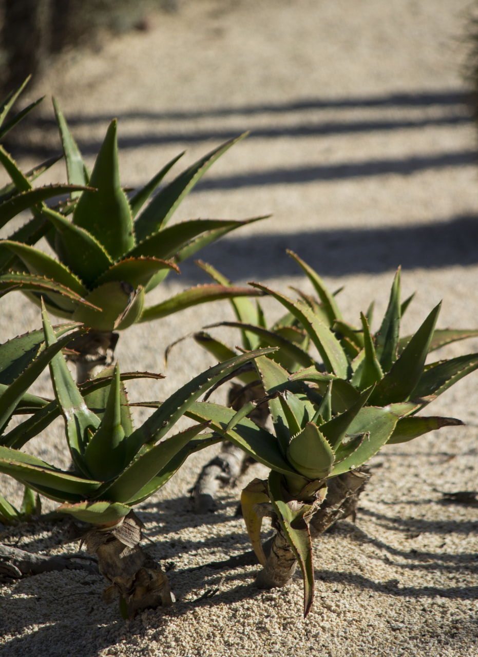 芦荟,这个神奇的多肉植物,一直以来都备受瞩目.