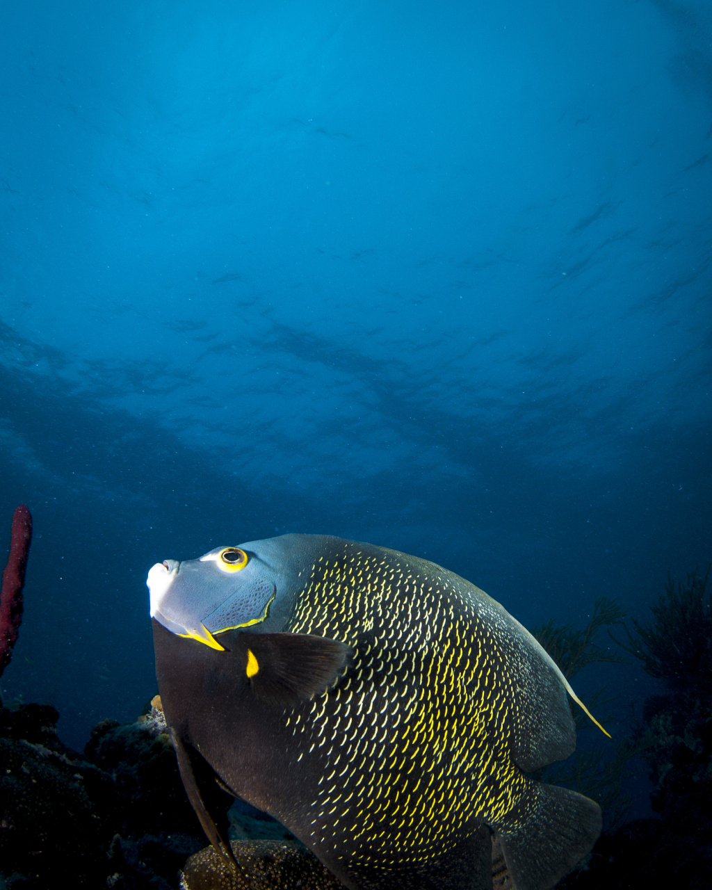 可是水中的伙伴们却看不到 鱼儿只能自己默默流泪  水却说,我能感觉到