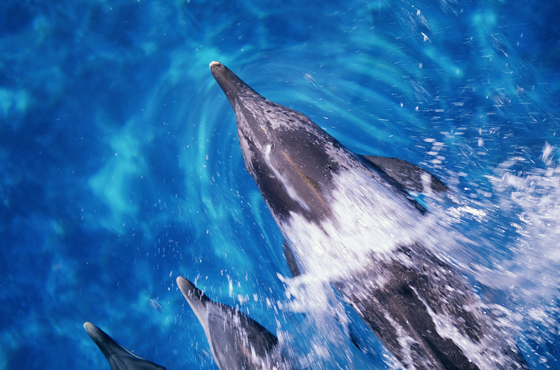 我的年度旅行记#  分享冬日里观看动物的景点之二:鲸鱼湾---目睹壮丽