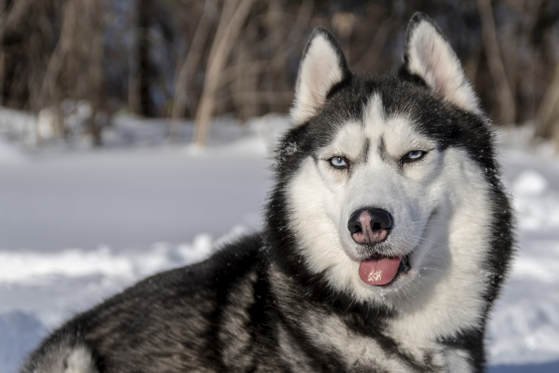 哈士奇雪橇犬图片图片