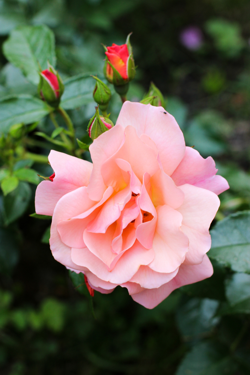 粉色龙沙宝石月季优缺点,花园中的浪漫佳人