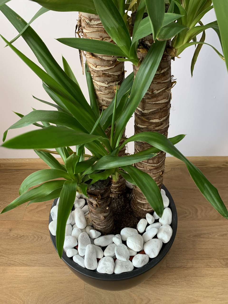 巴西木是一种比较常见的室内观叶植物,修剪可以使其保持较好的形毯屯