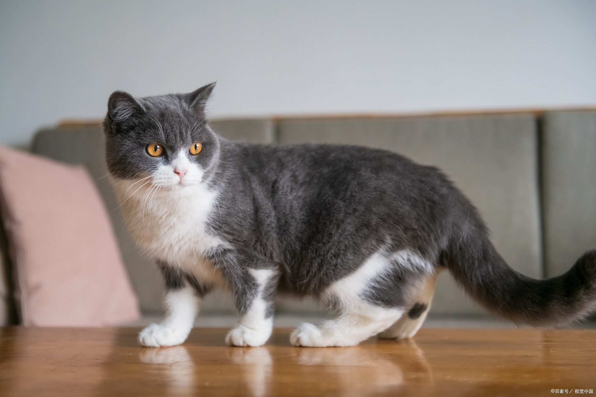 猫咪科普之英国短毛猫:优雅与可爱并存的英伦之美