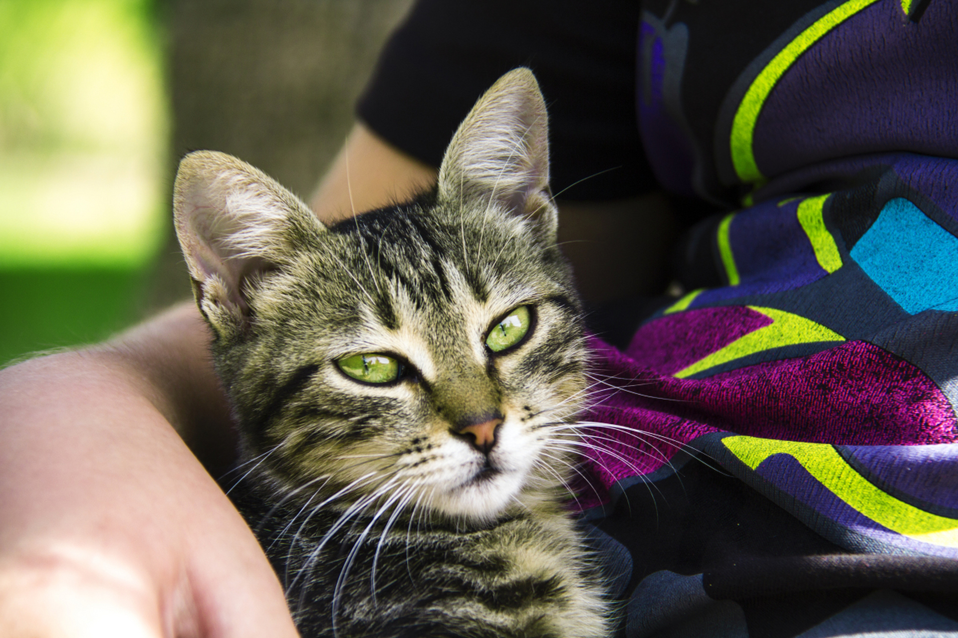 布偶猫和土猫杂交,后代竟能茁壮成长!拥有别具一格的特征和性格.