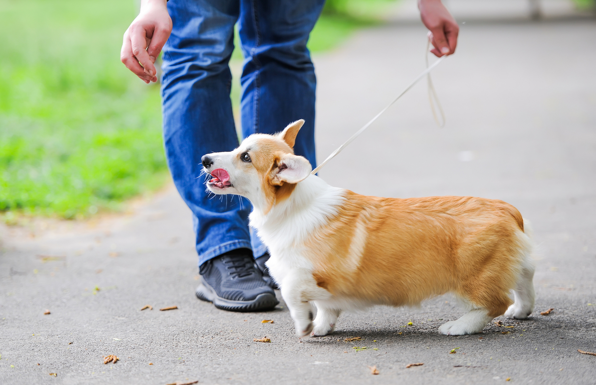 牧牛犬 柯基犬图片